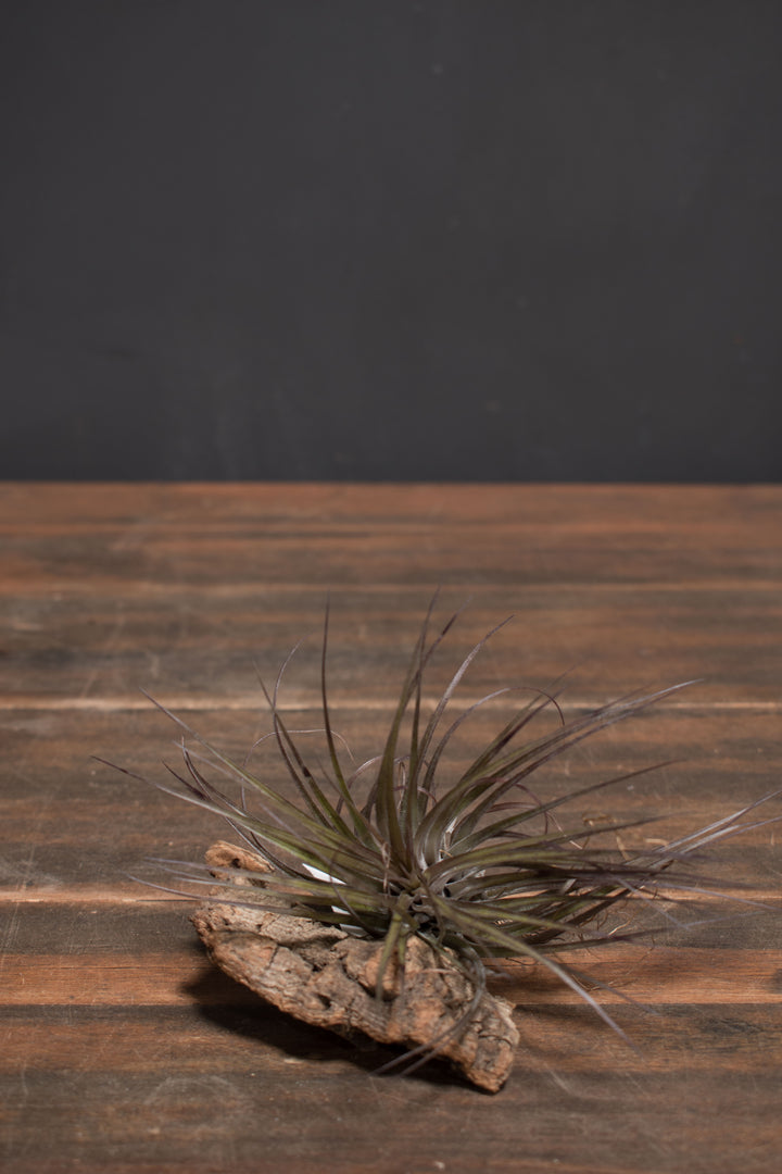 Stricta