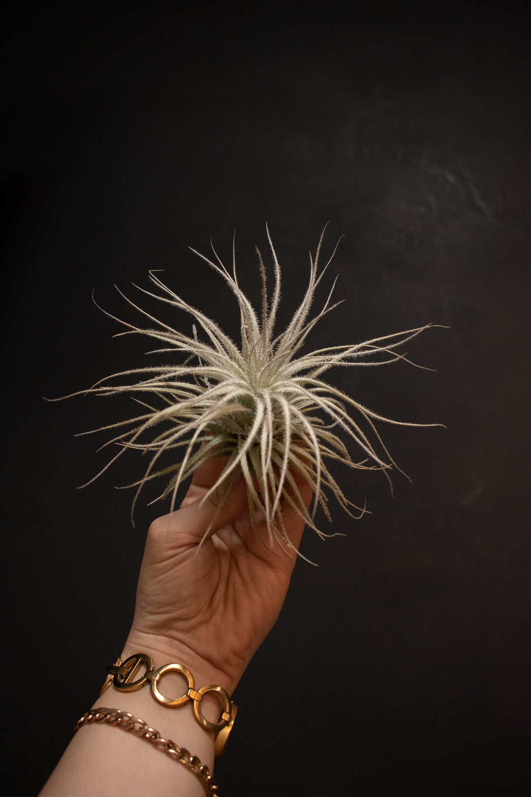 air plant tectorum Tectorum Ecuador Small 3"