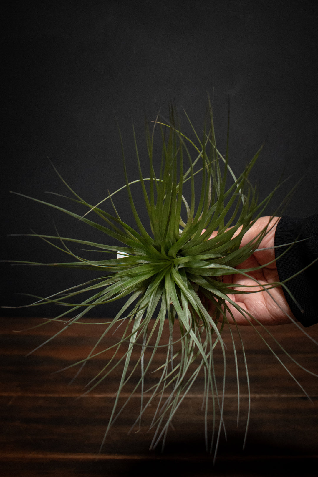 stricta air plant Stricta Lite Green Clump