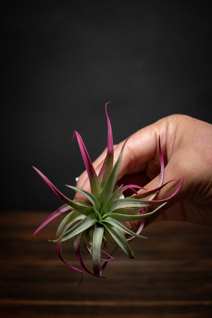 Capitata Magenta