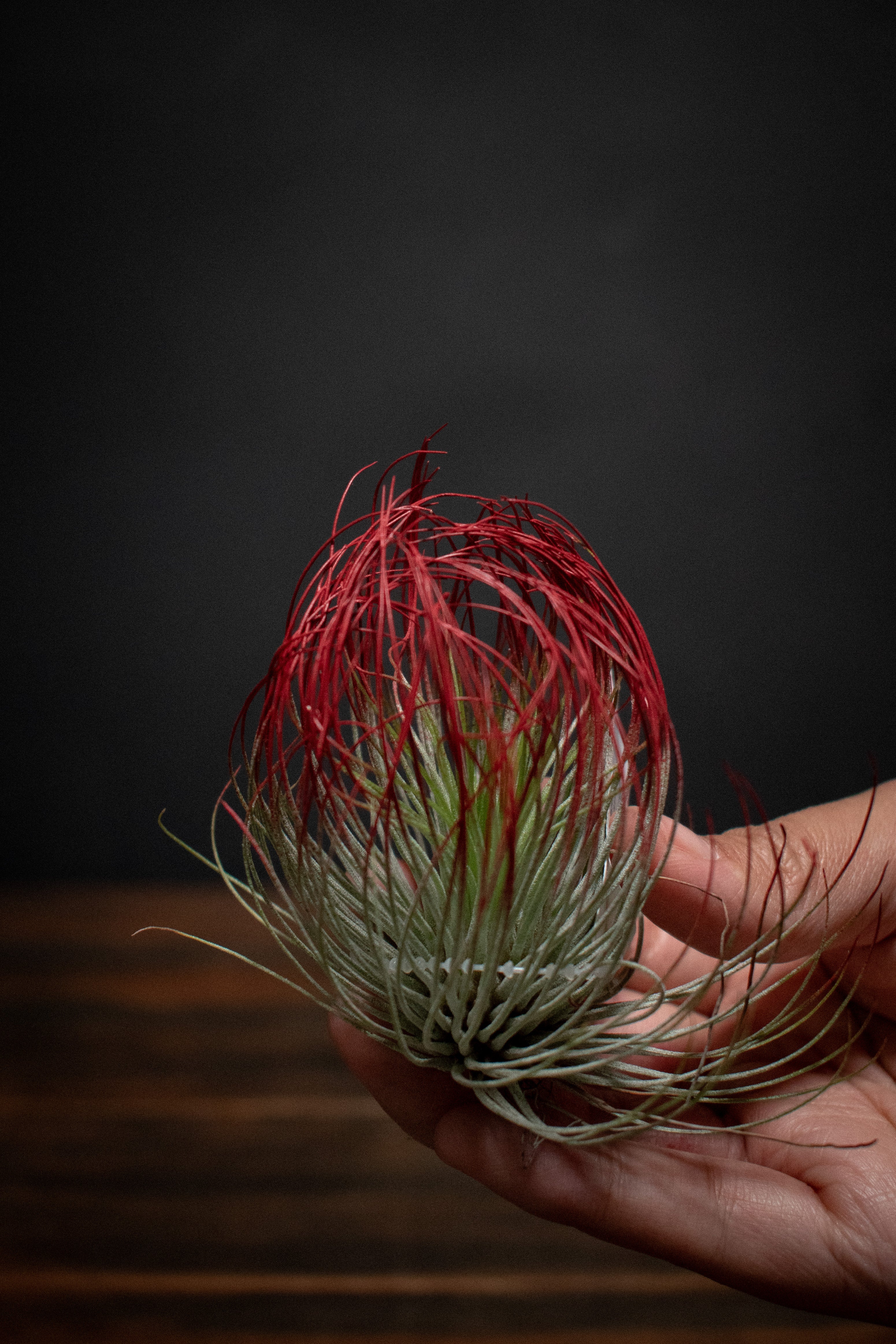 Shop Tillandsia – Crimson Horticultural Rarities