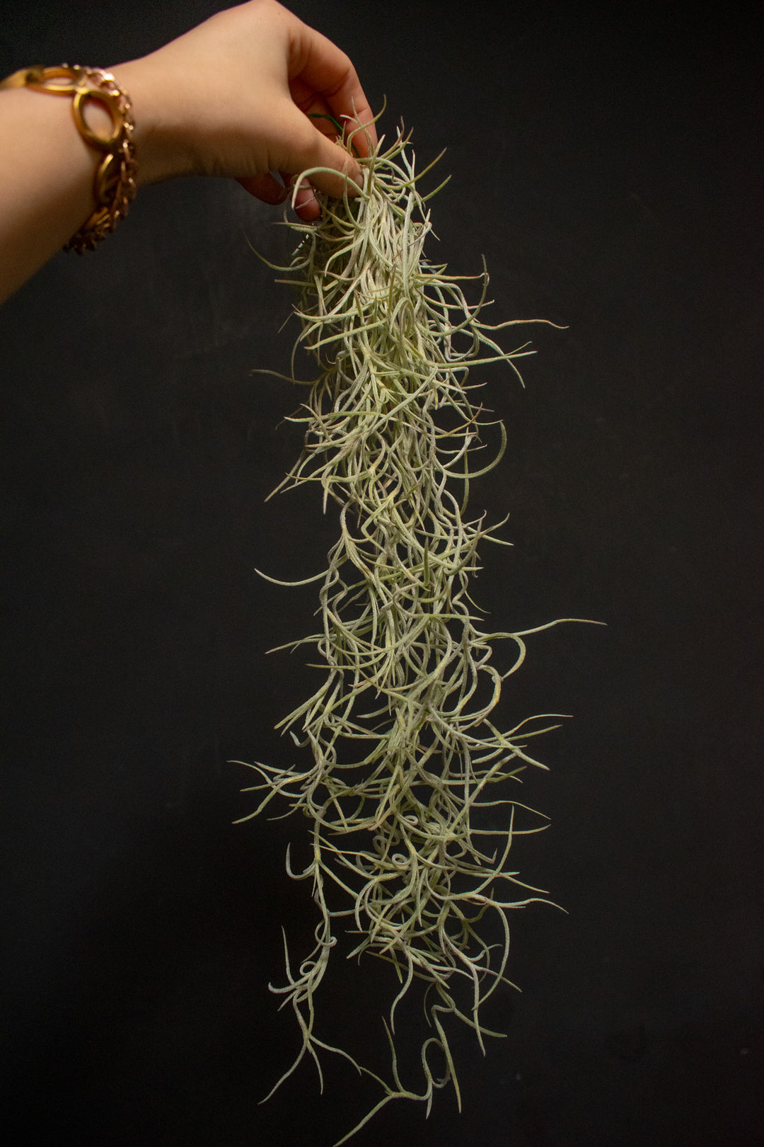 Usneoides Thick