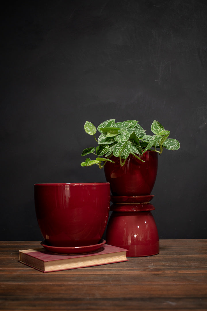 Vaso Egg w/ Saucer