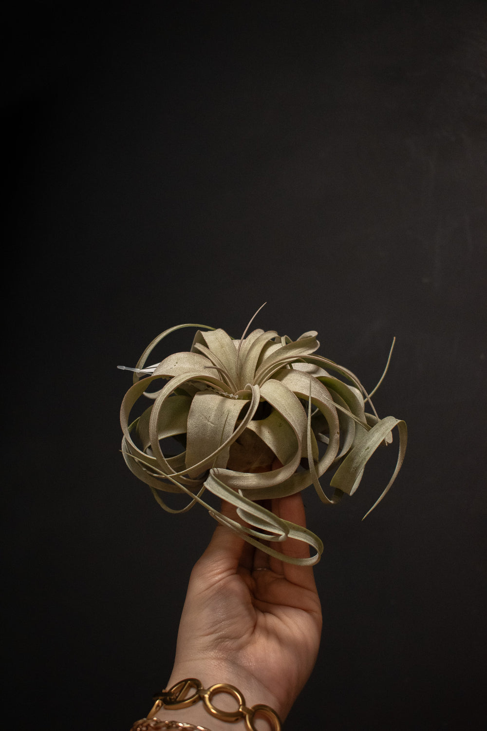 xerographica air plant holder Xerographica Baby 3-4"