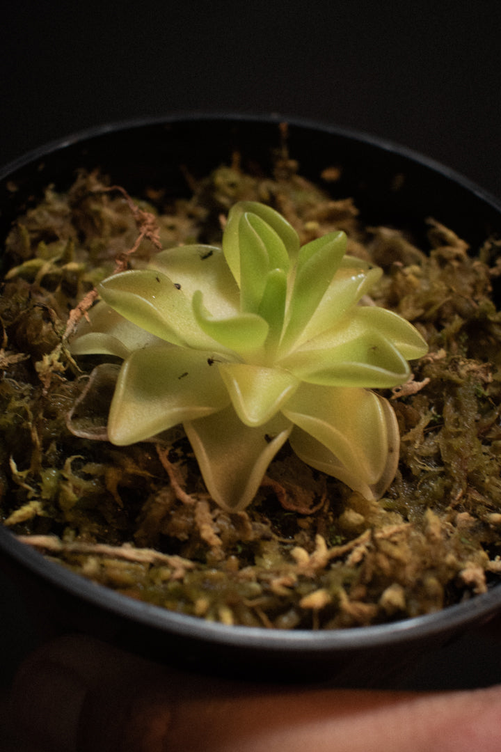 Butterwort - Pinguicula Ehlersiae