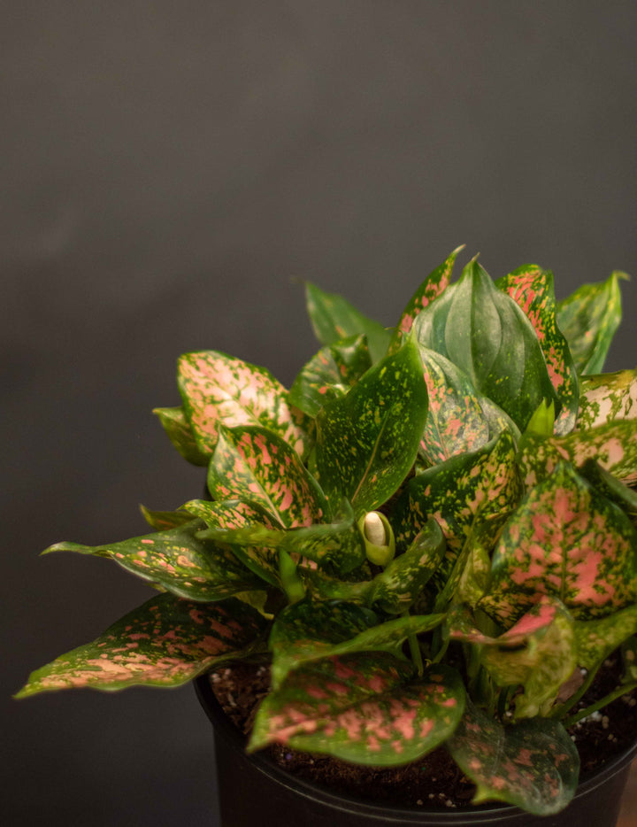 Aglaonema - Hybrid