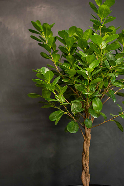 Large - Ficus - Moclame