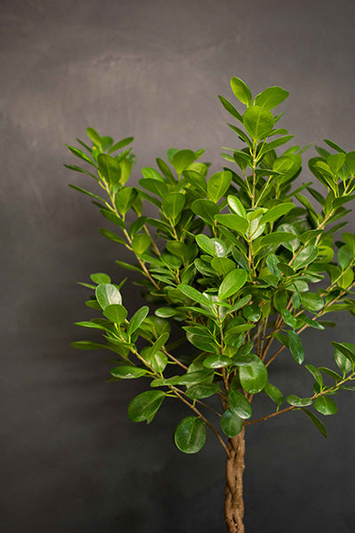 Large - Ficus - Moclame
