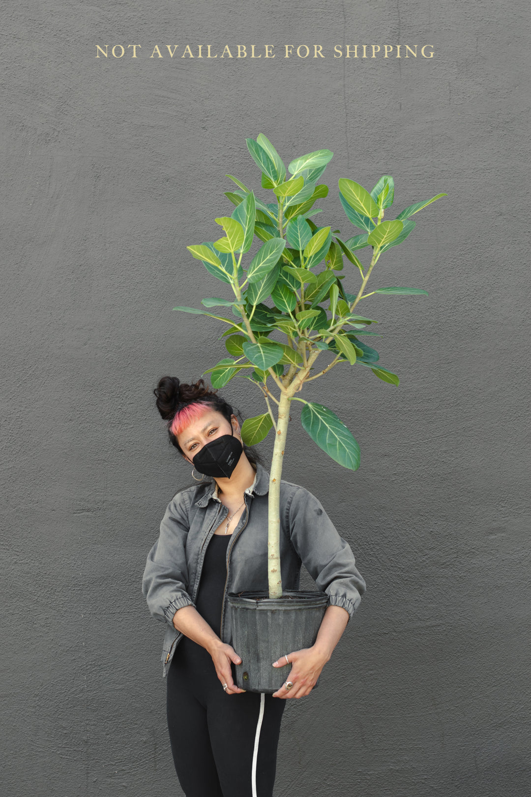 Large - Ficus - Audrey