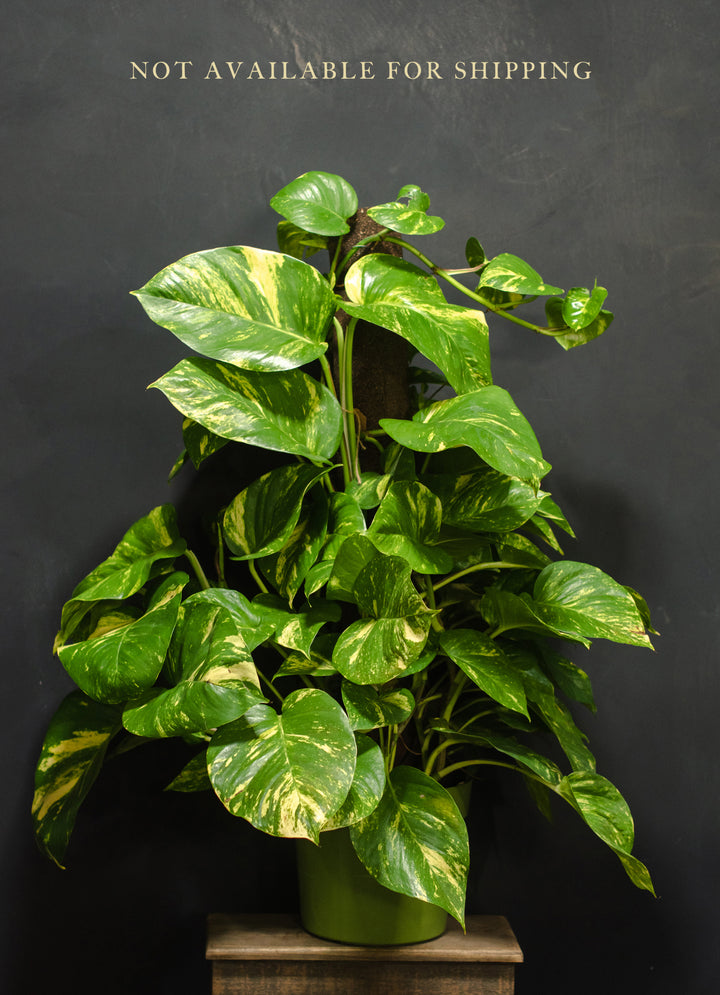Large - Pothos - Golden