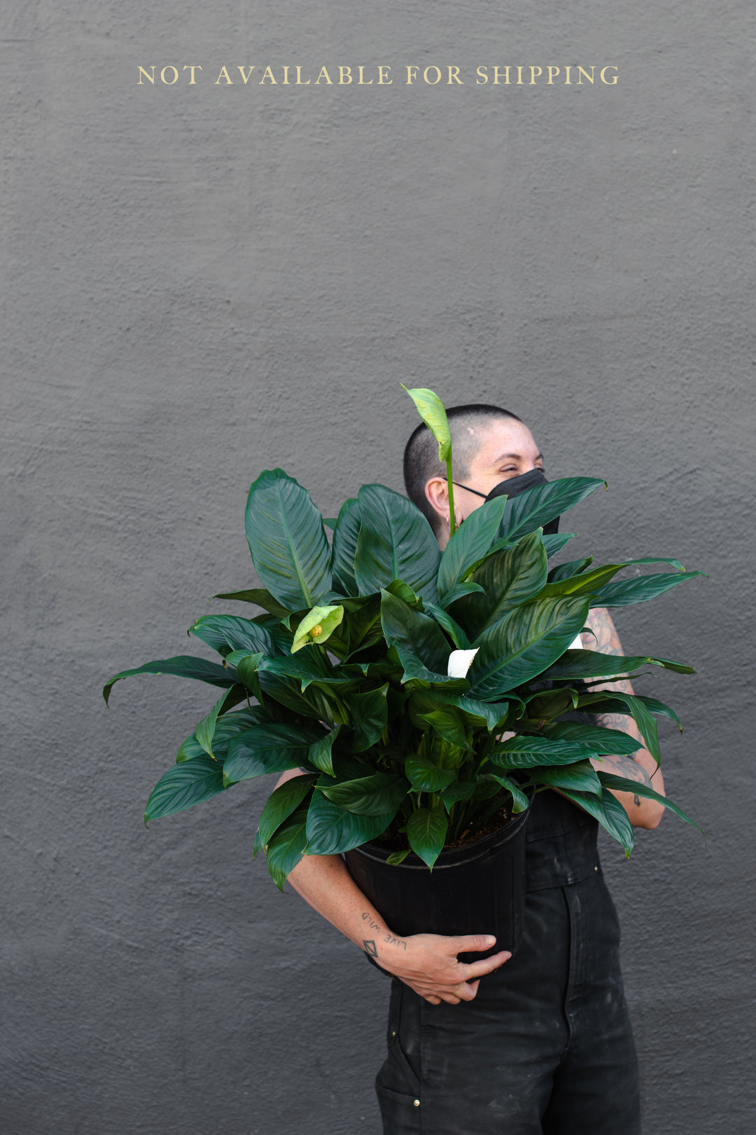 Large - Spathiphyllum "Peace Lily"