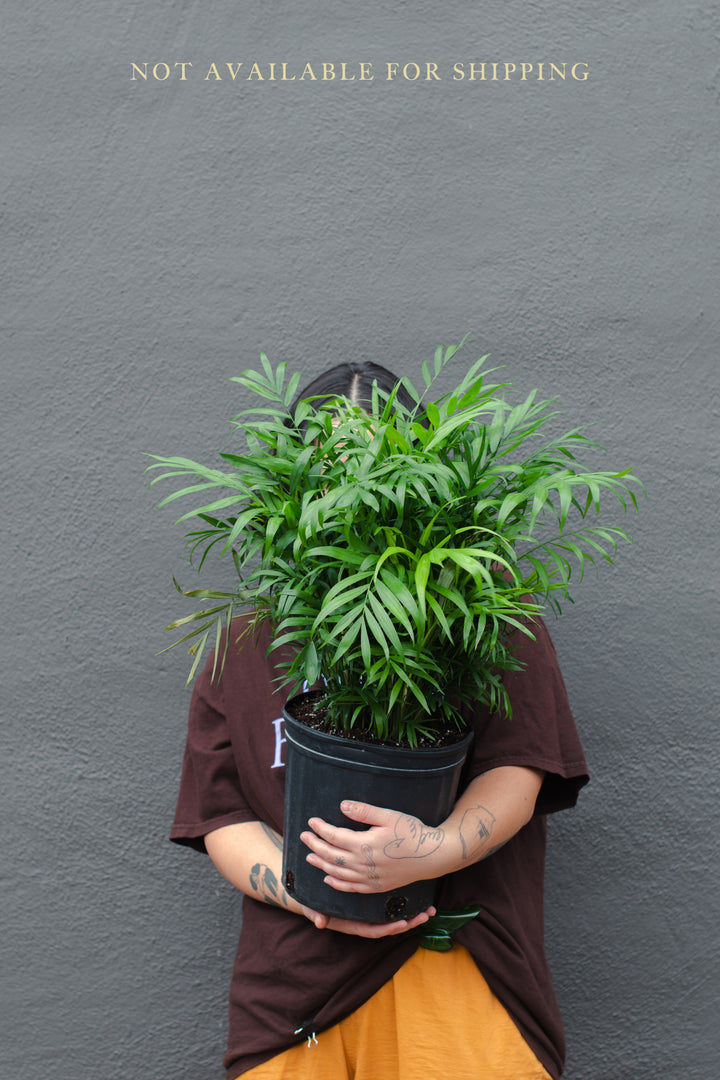 Large - Palm - Neanthe Bella “Parlor Palm”