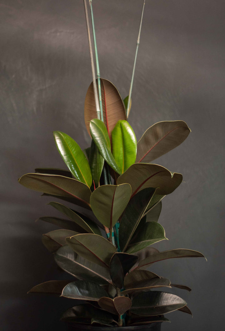 Large - Ficus - Decora Burgundy