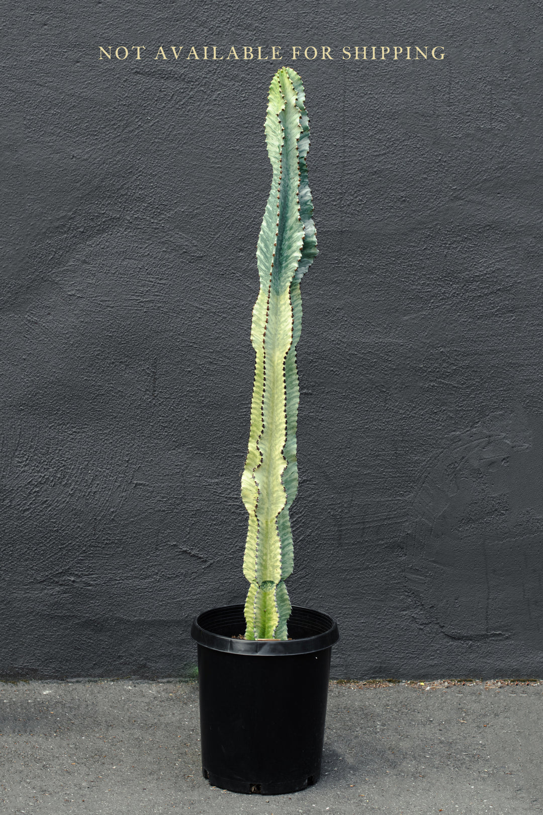 Large - Euphorbia - Ammak