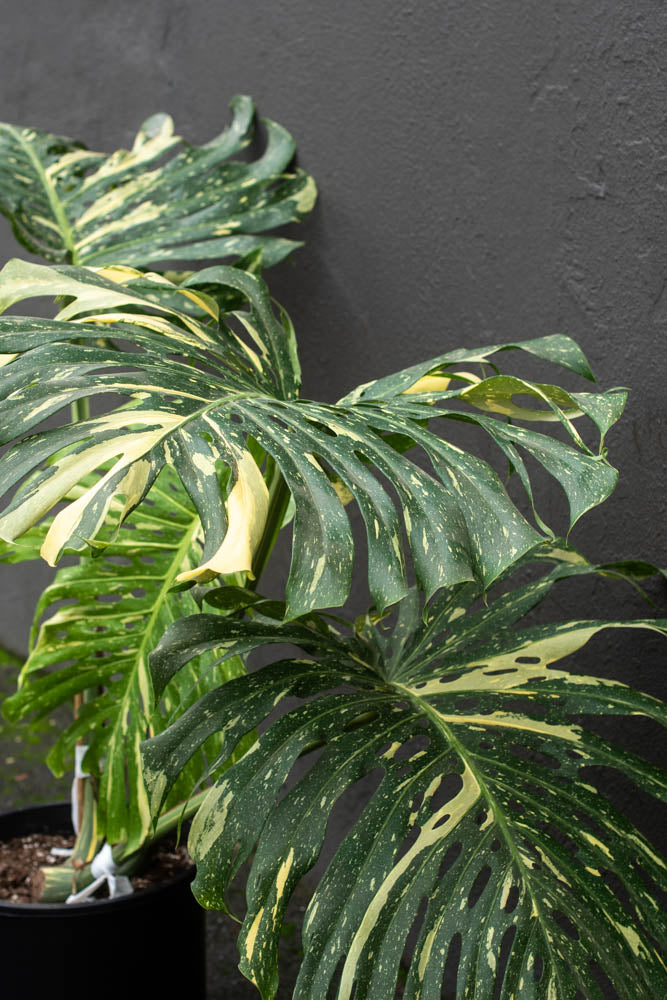 Monstera - Thai Constellation