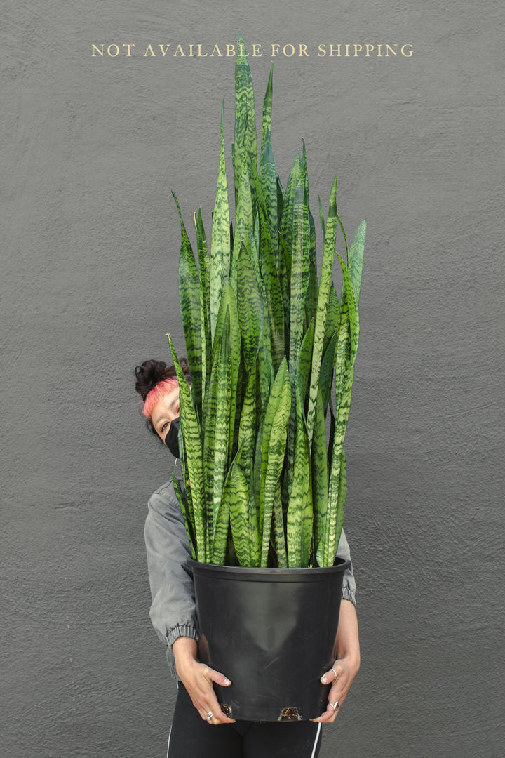 Large - Sansevieria "Snake Plant" - Zeylanica