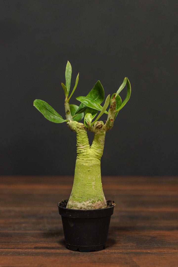 Adenium - Obesum "Desert Rose"