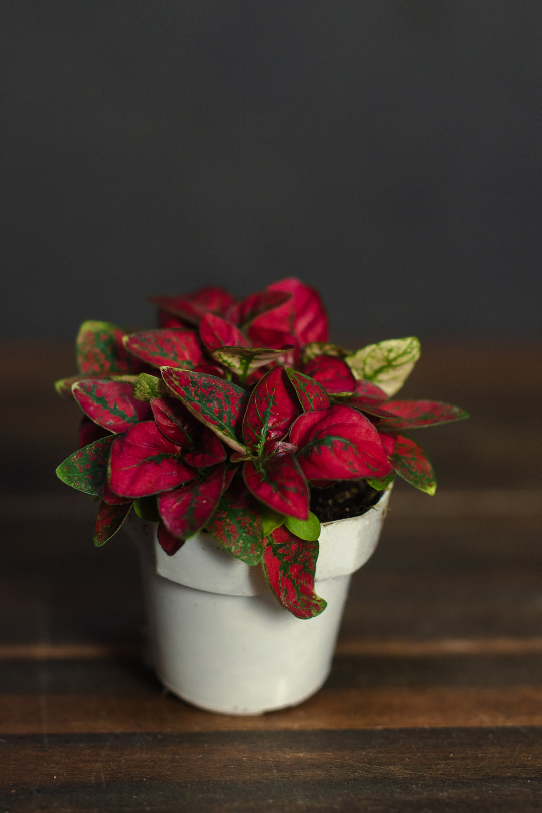 red dot plant pots Hypoestes