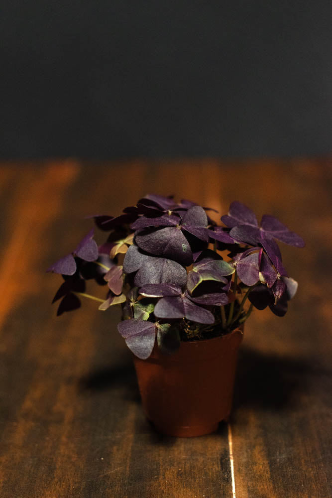 Oxalis - Triangularis Purple