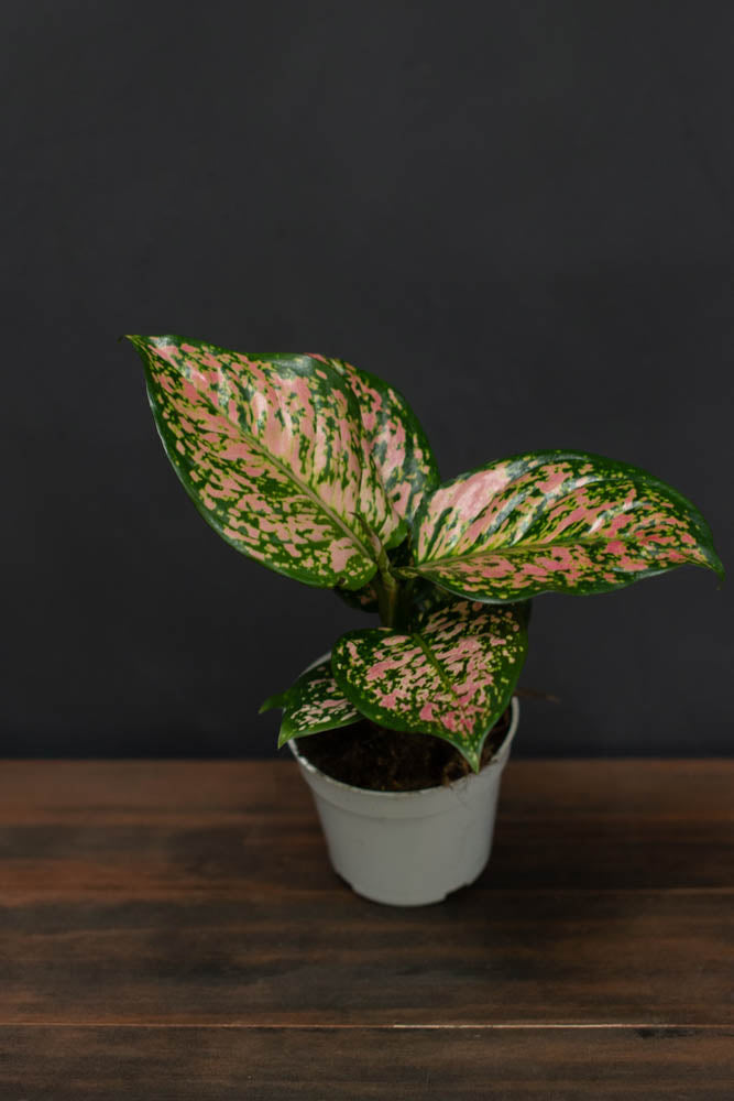 Aglaonema - Lady Valentine