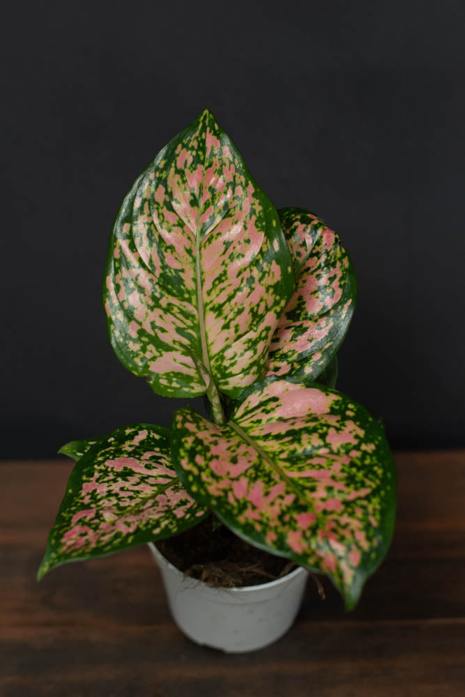 Aglaonema - Lady Valentine