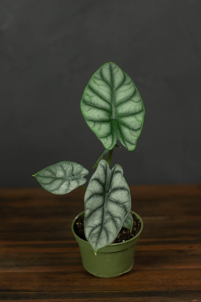 Alocasia - Silver Dragon