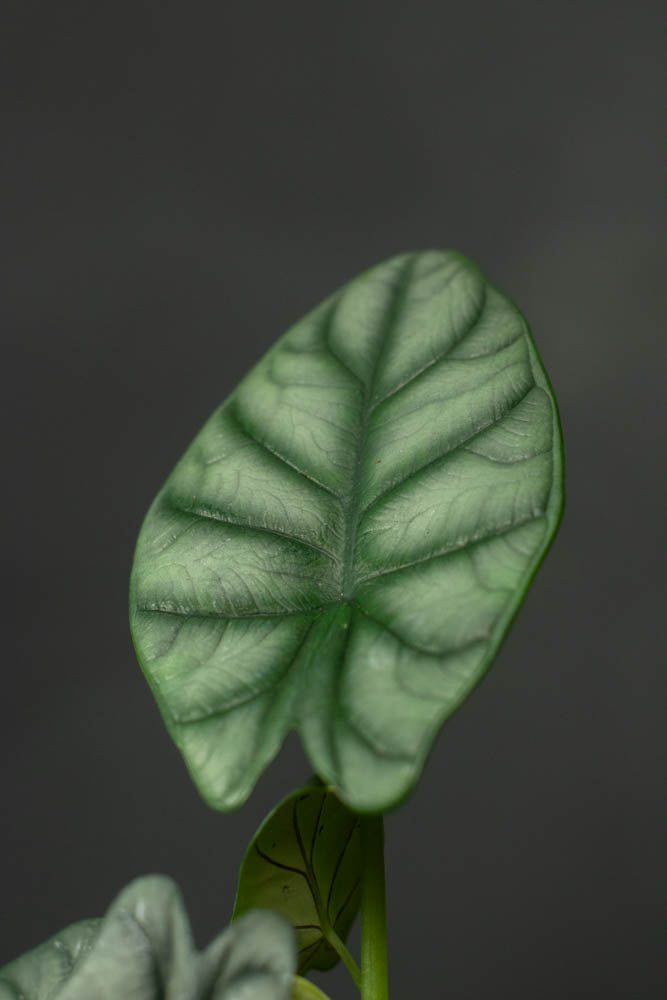 Alocasia - Silver Dragon