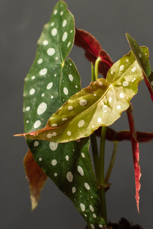 Begonia - Maculata "Polka Dot"
