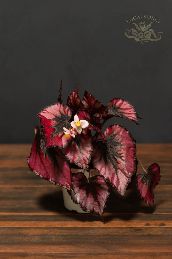 Begonia - Rex