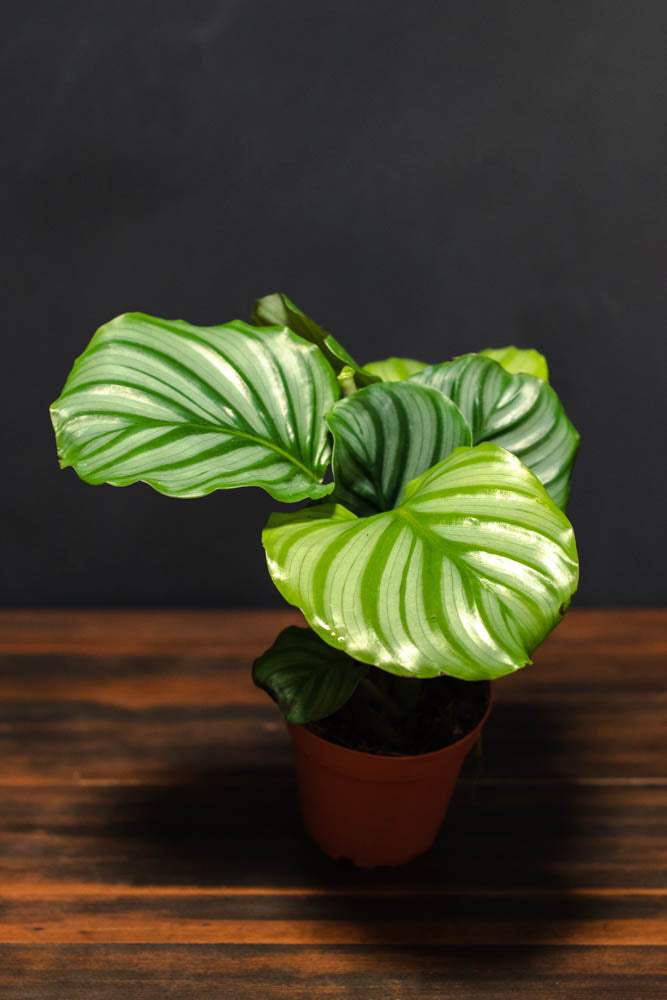 calathea tobacco lutea (Cuban Cigar) 4,547 Cigar Plant Stock Photos