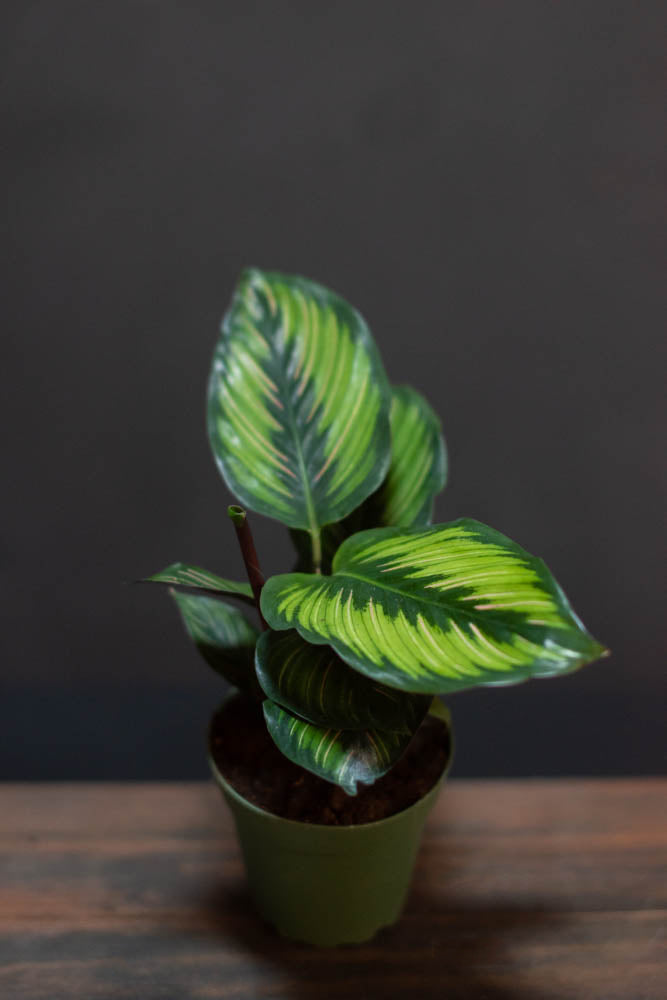 Calathea - Beauty Star