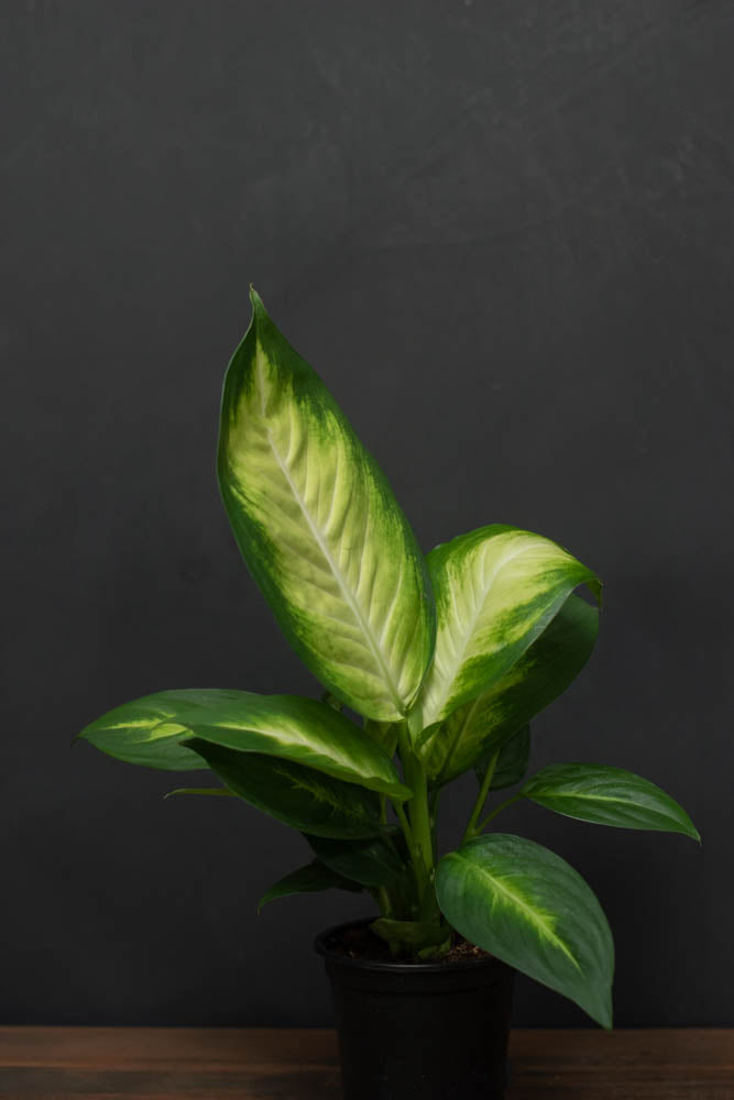 dieffenbachia honeydew Dieffenbachia