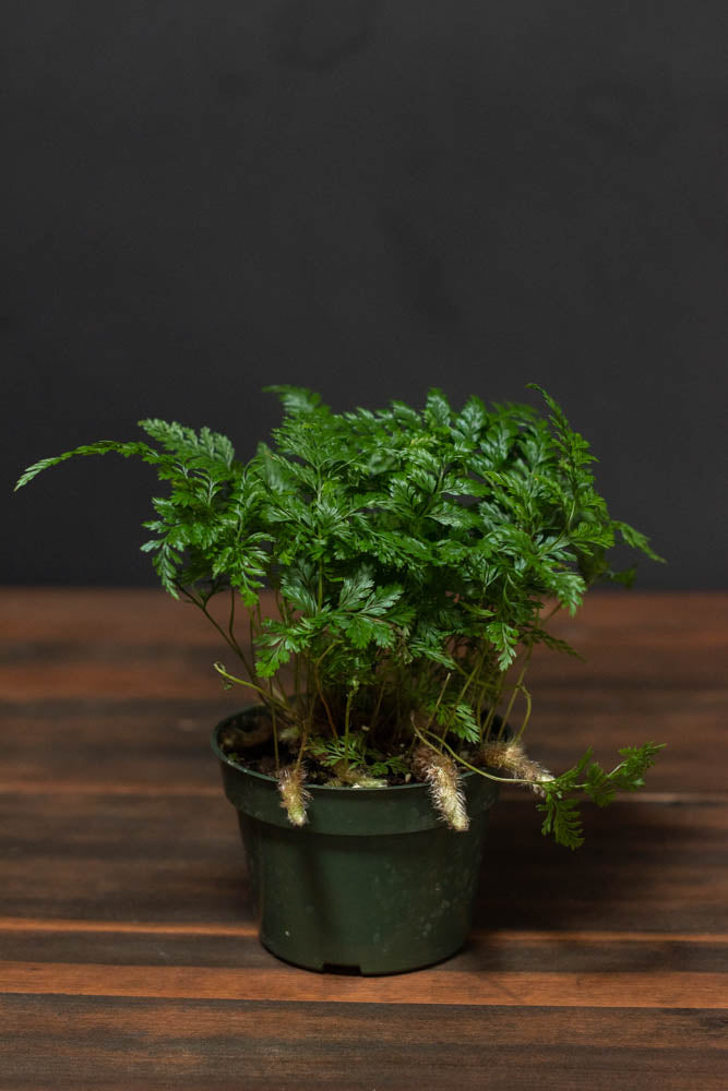 Fern - Rabbit's Foot
