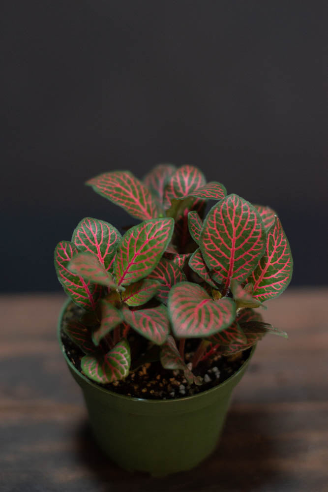 Fittonia - Argyroneura "Nerve Plant"