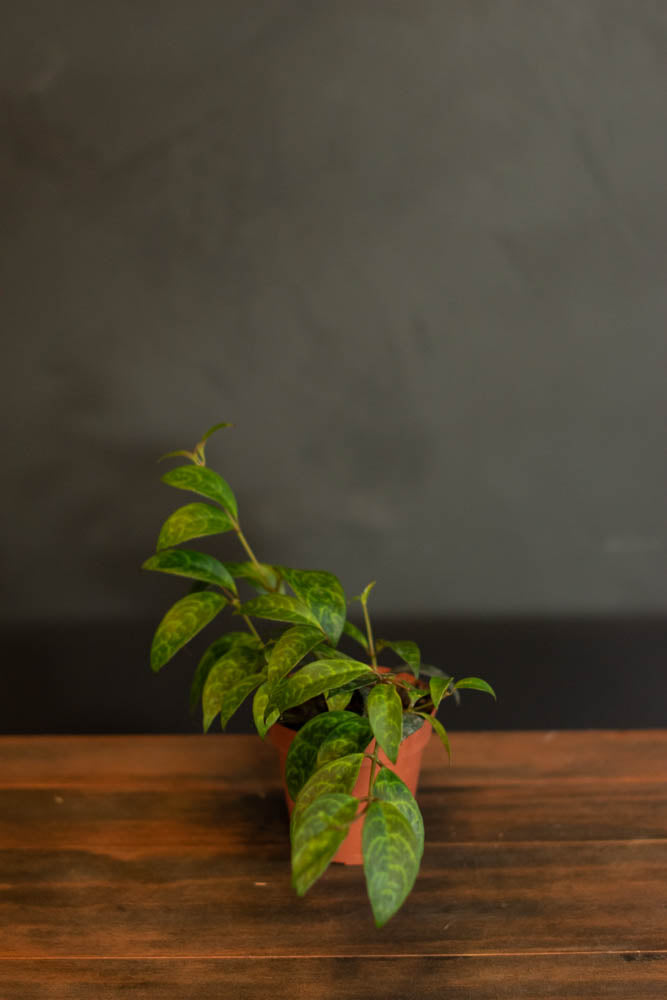 Lipstick Black Pagoda Crimson Horticultural Rarities