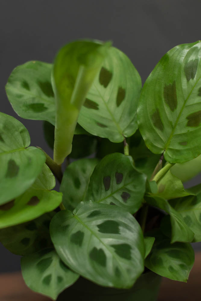 Maranta - Green "Prayer Plant"