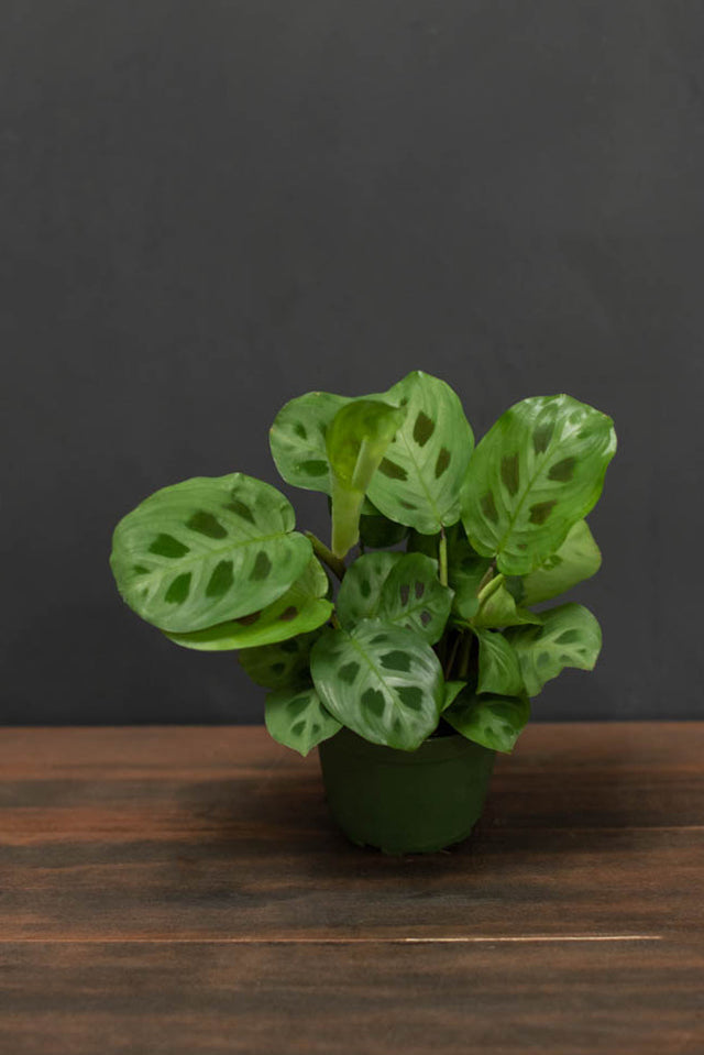 Maranta - Green "Prayer Plant"