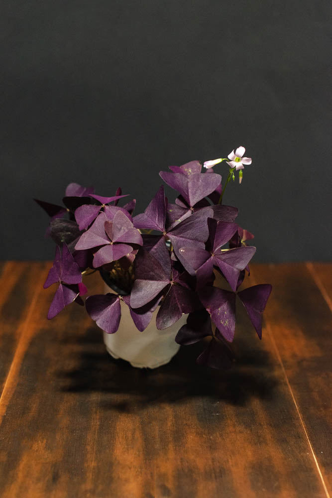 Oxalis - Triangularis Purple