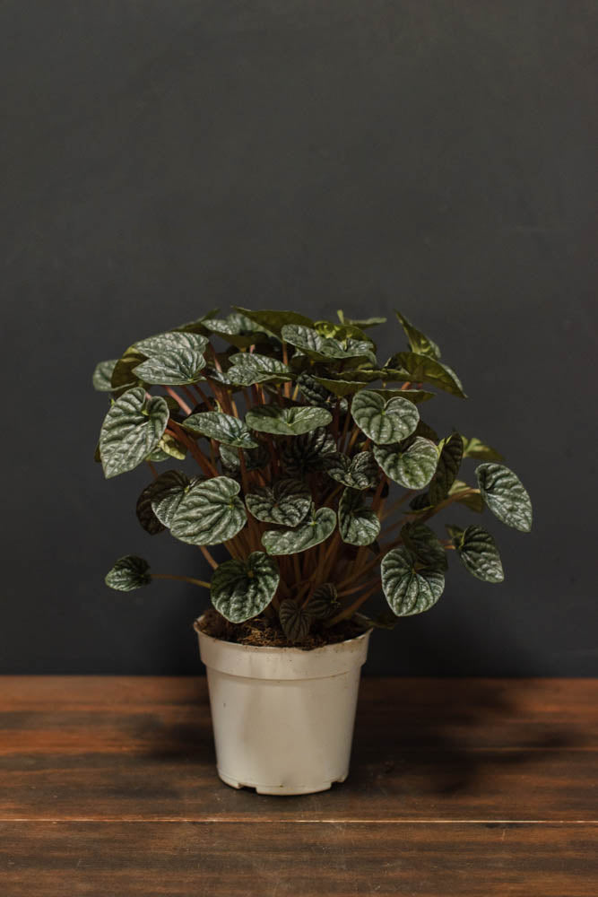 Peperomia - Luna Grey