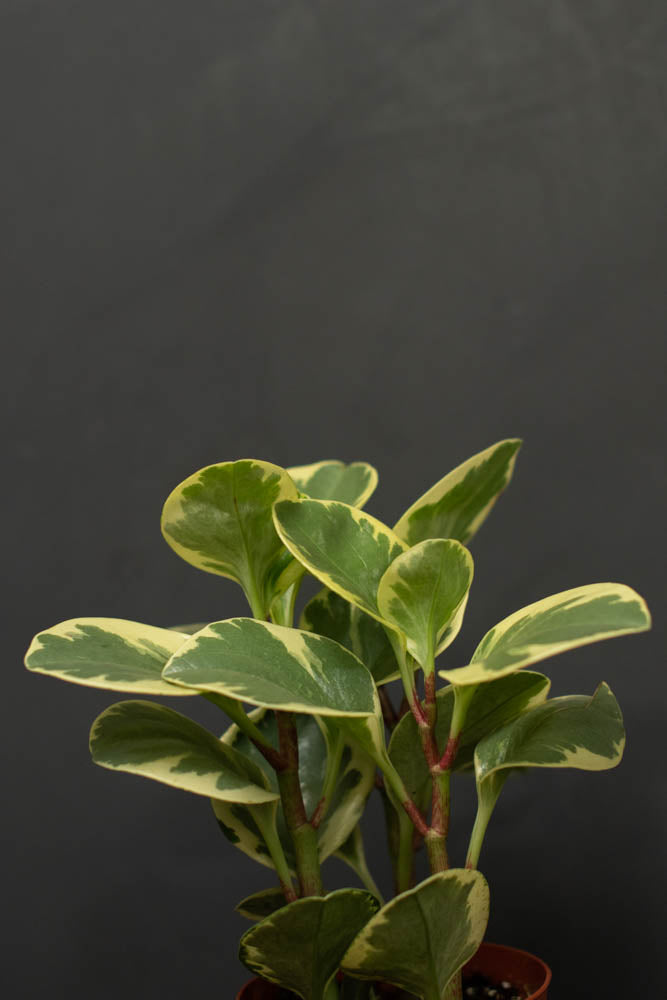 Peperomia - Obtusifolia Variegata