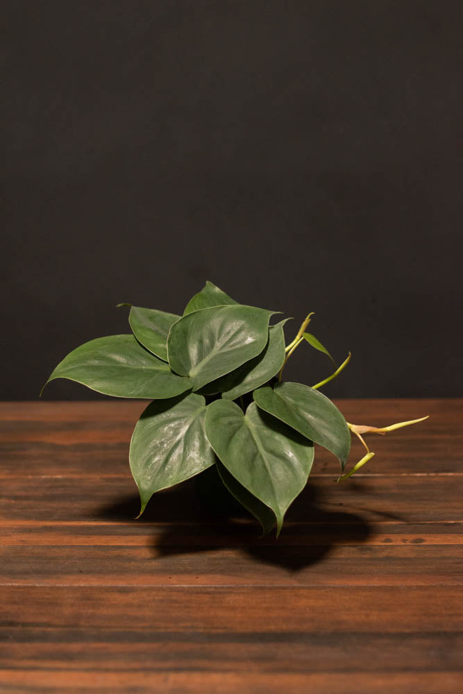 philodendron cordatum seedlings Philodendron