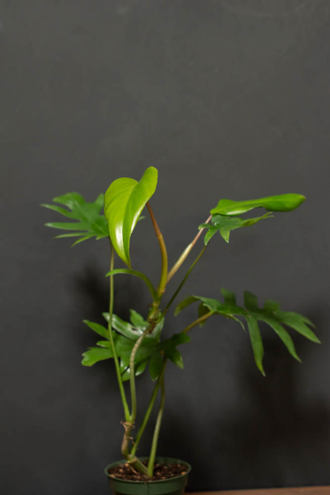 Crimson Horticultural Rarities Philodendron Mayoi - Thumbnail 4