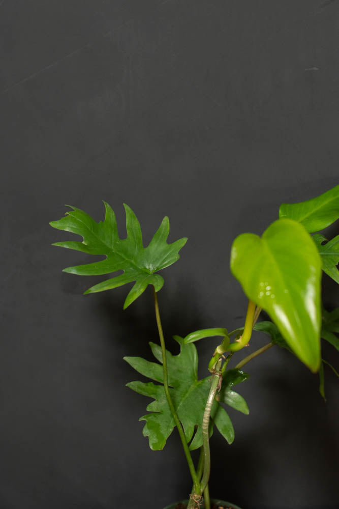 philodendron mayoi tahiti Philodendron