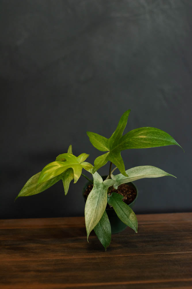 Philodendron - Florida Ghost