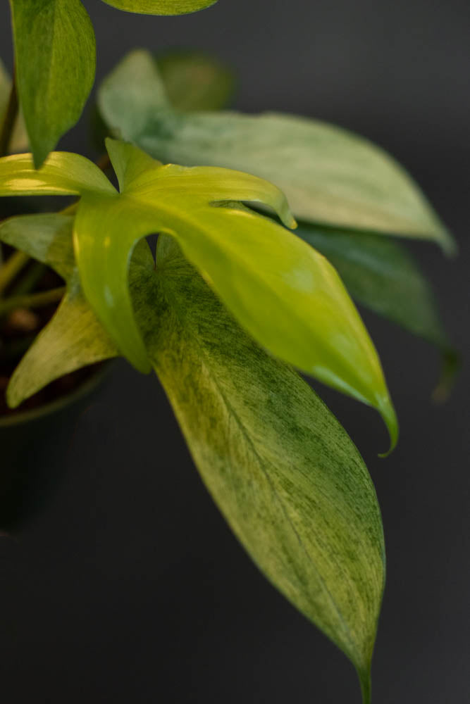 Philodendron - Florida Ghost