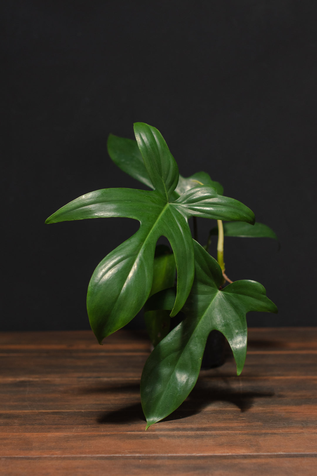 philodendron green florida Philodendron