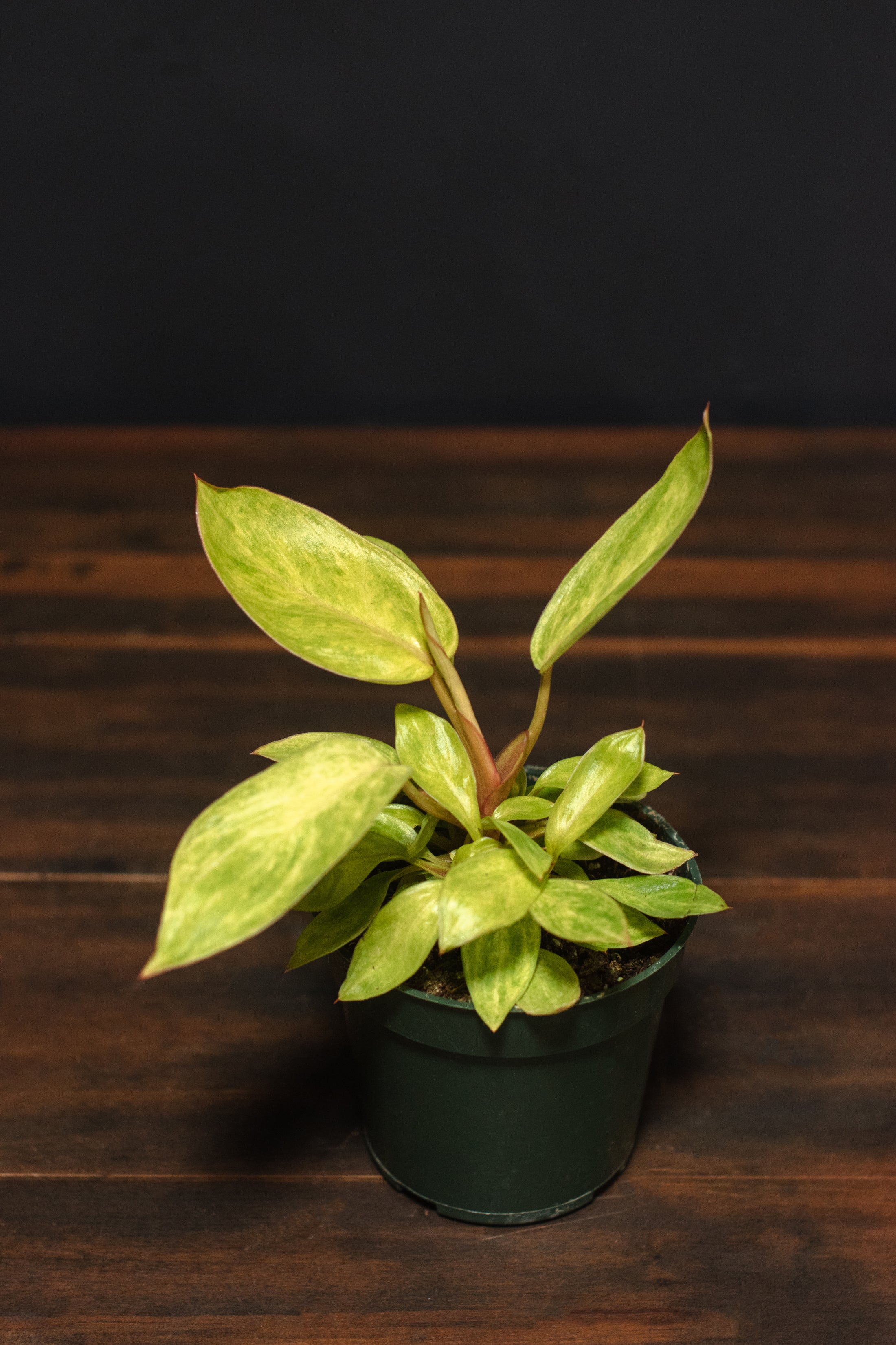 Crimson Horticultural Rarities Philodendron Painted Lady