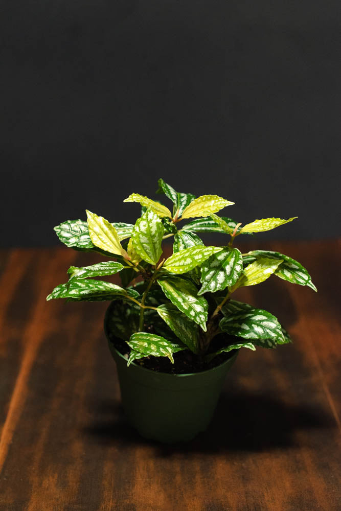 Pilea - Cadierei Minima "Aluminum"
