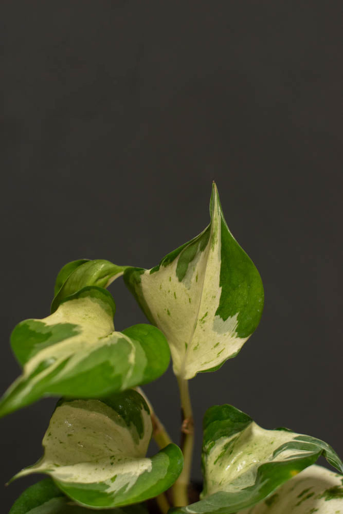 Epipremnum - Manjula