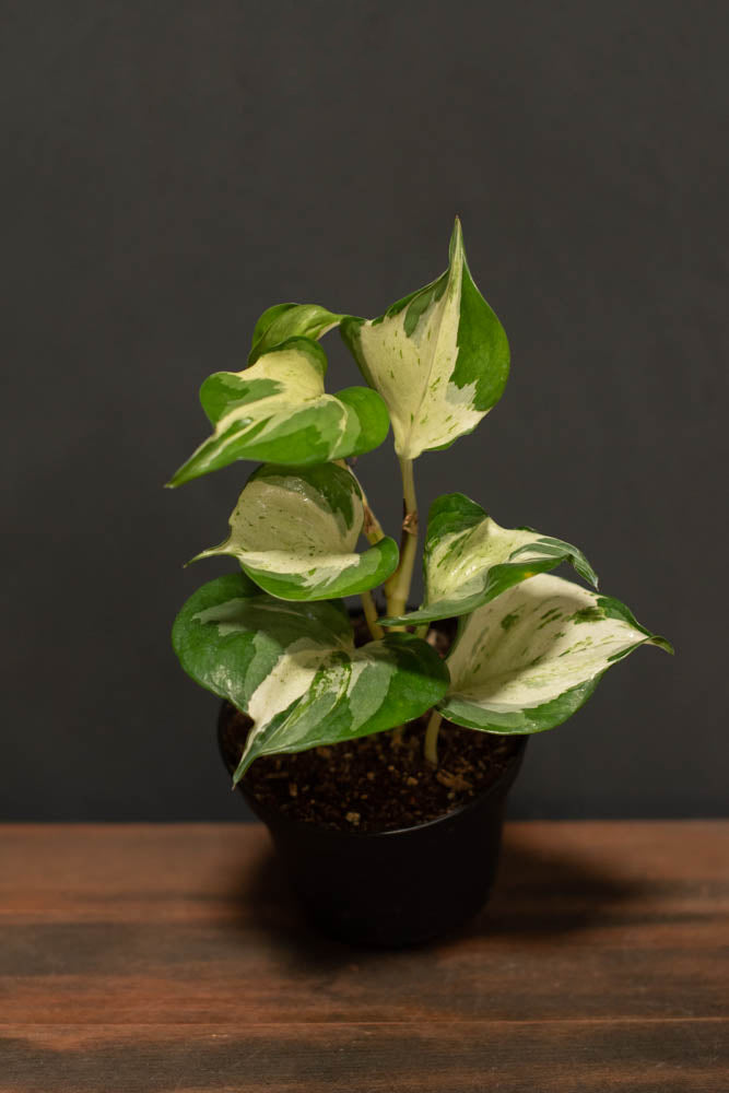 Epipremnum - Manjula